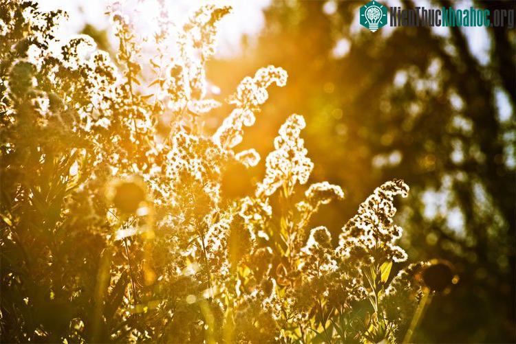Quá trình quang hợp cây xanh cung cấp Oxy cho bầu khí quyển Trái đất.