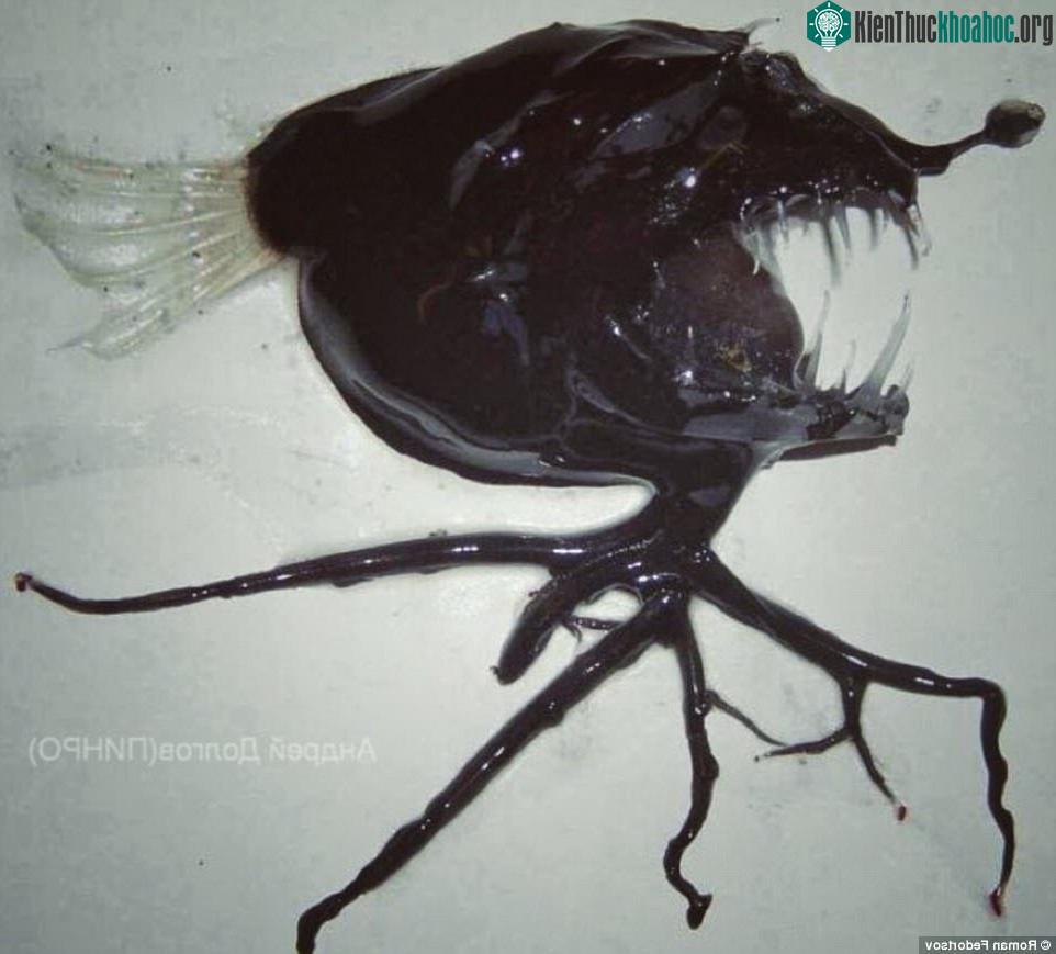 Fedortsov tiết lộ đây là cá quỷ biển có râu (bearded sea devil) một loài cá cực kỳ hiếm