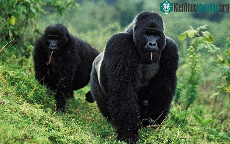 Những phát hiện được mô tả trong tạp chí Nature Ecology & Evolution góp phần làm sáng tỏ sự chuyển đổi then chốt trong lịch sử sự sống trên hành tinh của chúng ta. (Ảnh: Telegraph).
