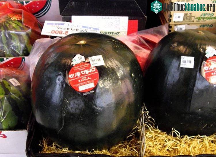 Quả dưa Densuke đắt nhất từng được bán vào năm 2008, nặng tận 7,7kg và có giá 7.900 USD.
