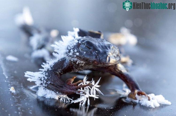 Chất thải có trong nước tiểu của ếch có vai trò giúp ếch sống sót sau giai đoạn đóng băng.