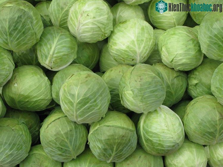 Nghiền lá bắp cải và đặt nó trên trán cũng có thể giảm đau đầu.
