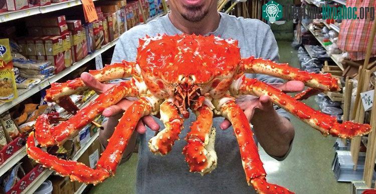 Một con cua hoàng đế đỏ có thể đạt sải chân dài tới 1,8m, nặng hơn 10kg.
