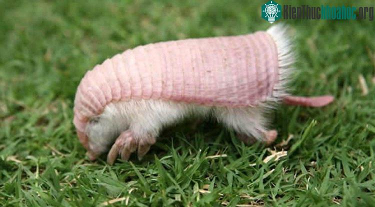 Môi trường sống của Armadillo màu hồng đang bị thu hẹp dần.