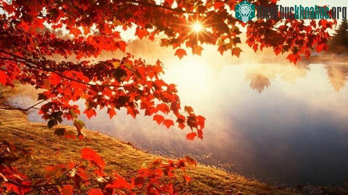 Chùm ảnh lá phong rơi vô cùng lãng mạn và đẹp đẽ ảnh 2