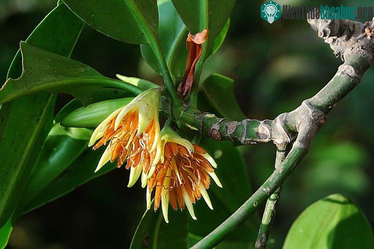Vẹt đen sinh trưởng và phát triển nhanh ở vùng đất phù sa đang bồi tụ, khu rừng ngập mặn, đâm chồi mạnh, có khi ra hoa, quả quanh năm.