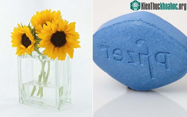 "Những bông hoa nhìn tươi, màu sắc và độ mềm mại giữ được lâu hơn"