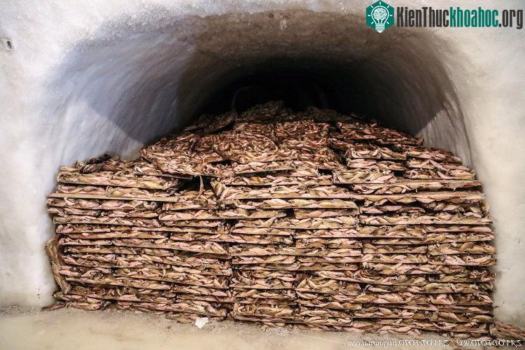 Cá được trữ trong đường hầm.
