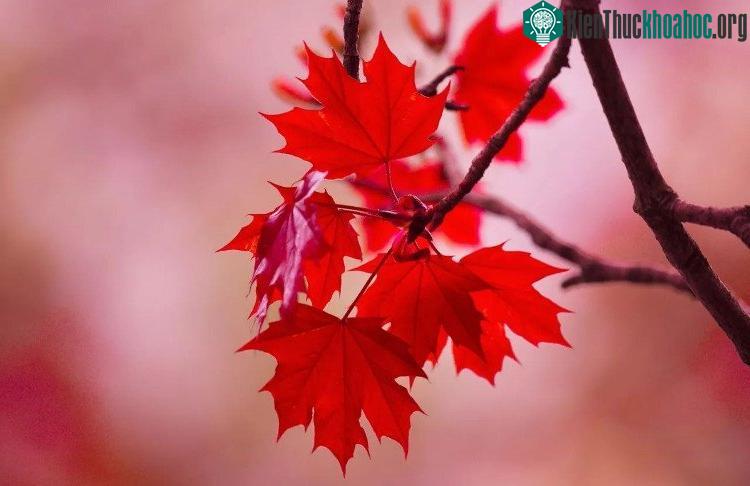 Lá phong héo có chứa axit gallic - một loại axit gây ra hội chứng tan máu.