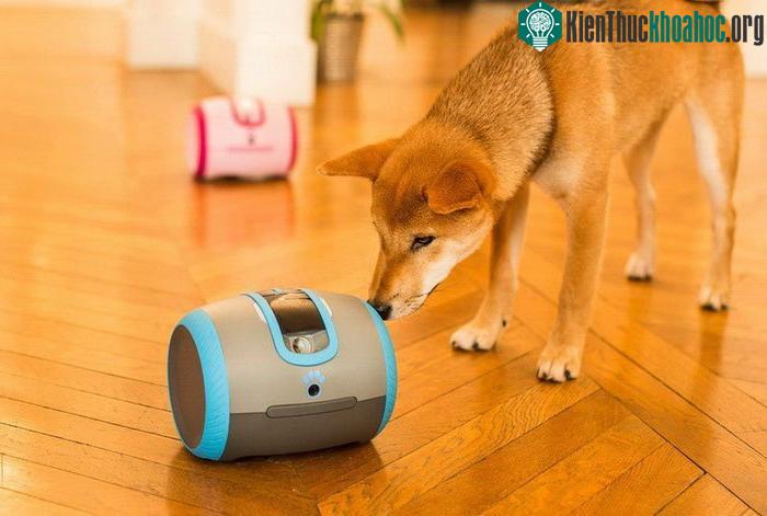 Thiết bị theo dõi thú cưng laika - (Ảnh: camtoy).