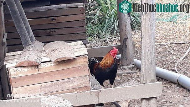Chú gà trống đã 3 năm tuổi được cho là "bà mẹ" của 2 quả trứng nhỏ xíu. (Ảnh: Hữu Vi).