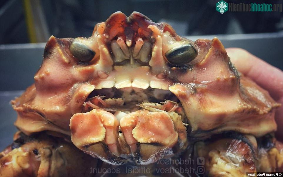 Trông có vẻ kinh dị, nhưng đây chỉ là một con cua thôi.