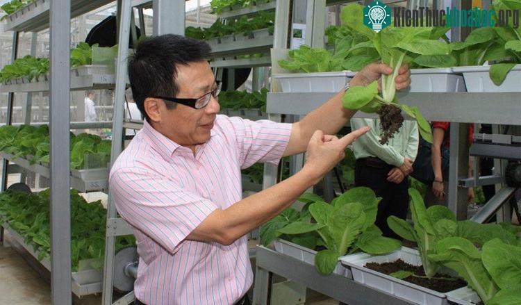 Trang trại thẳng đứng A Go-grow