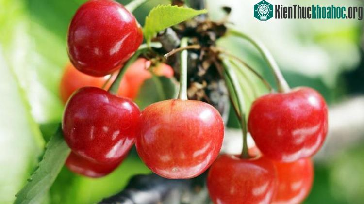 Cây thường được trồng trong đường hầm nhựa cao để bảo vệ chúng khỏi mưa (làm cho vỏ cherry bị nứt).