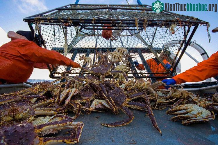 Cua hoàng đế đắt một phần là vì khó khăn để đánh bắt.
