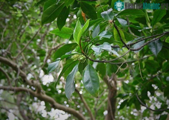 Cách “sinh con” và “nuôi con” kỳ lạ này của cây vẹt đen cũng tương tự như hiện tượng sinh sản của các loài động vật.