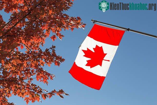 Quốc kì Canada có hình lá phong.