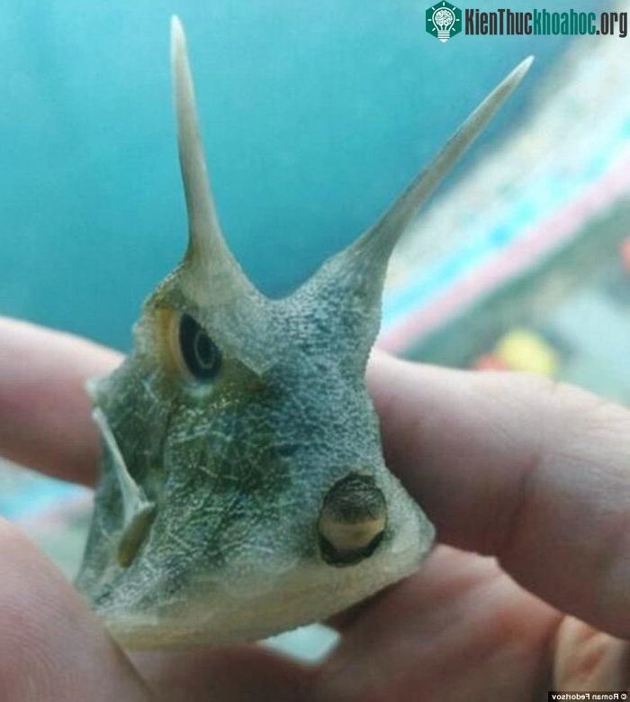 Một trong những bức hình được retweet nhiều nhất trên Twitter.