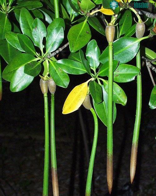 Khi được cây mẹ “nuôi dưỡng”, phát triển đến mức độ có khả năng tự sinh sống độc lập thì lúc này vẹt đen con mới tách ra khỏi thân mẹ, rơi xuống lớp bùn, cắm rễ và tự nuôi sống bản thân.