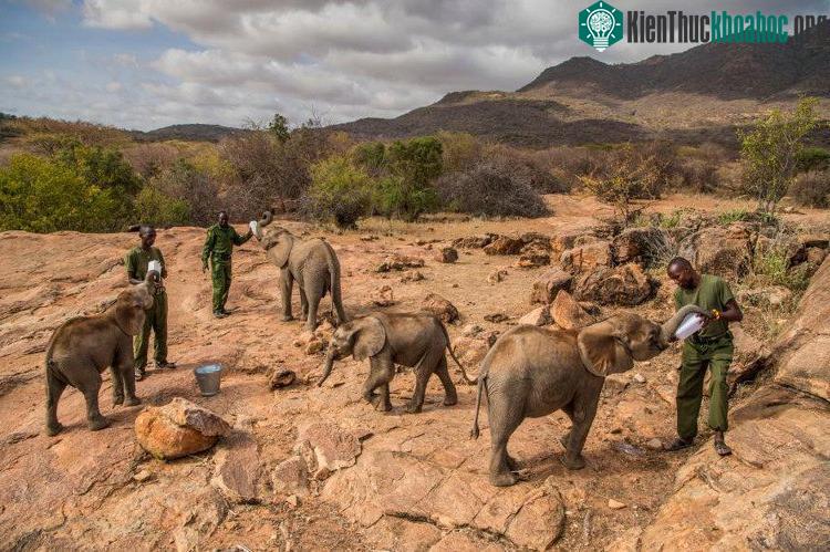 Giờ ăn tại Khu bảo tồn voi Reteti ở miền Nam Kenya.
