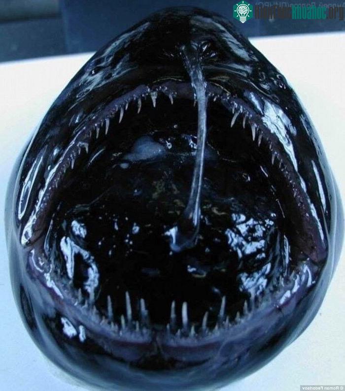 Cá Angler