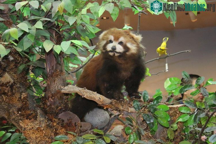 Gấu trúc đỏ thường ăn lá tre, ngoài ra cũng ăn trứng, chim và côn trùng.