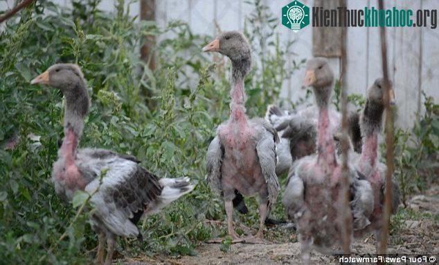Ngỗng sau khi bị vặt lông.