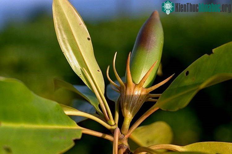 Quả vẹt được sử dụng hỗ trợ điều trị các bệnh về mắt.