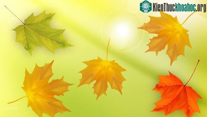 Chùm ảnh lá phong rơi vô cùng lãng mạn và đẹp đẽ ảnh 7