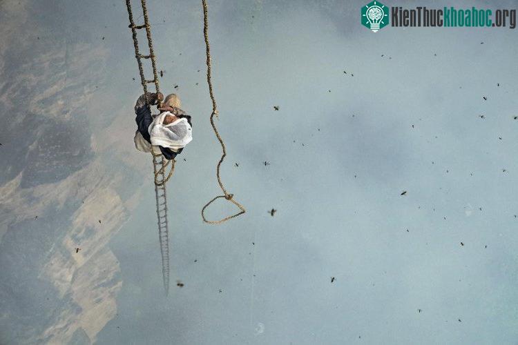 Mauli Dhan treo mình bên vách núi bằng thang tre để lấy mật ong ở Nepal