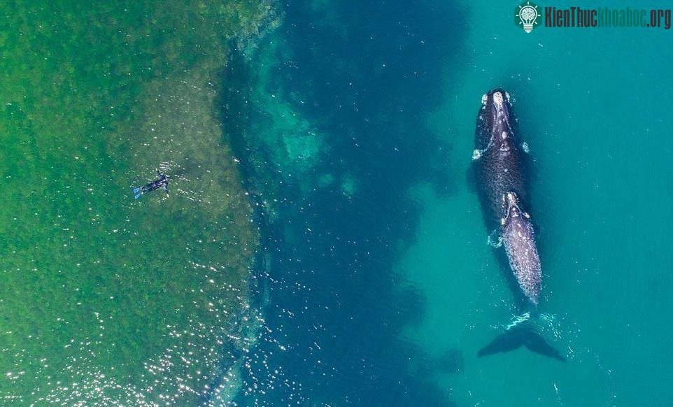 Thợ lặn bơi gần cá voi khổng lồ ở ngoài khơi bán đảo Valdes, Argentina.
