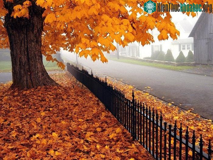 Chùm ảnh lá phong rơi vô cùng lãng mạn và đẹp đẽ ảnh 8