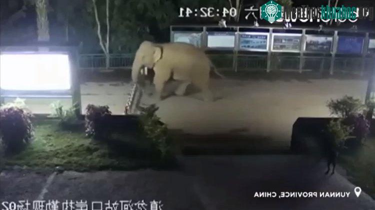 Con voi xuất hiện khi trời vẫn còn tối và ngang nhiên đi giữa đường.