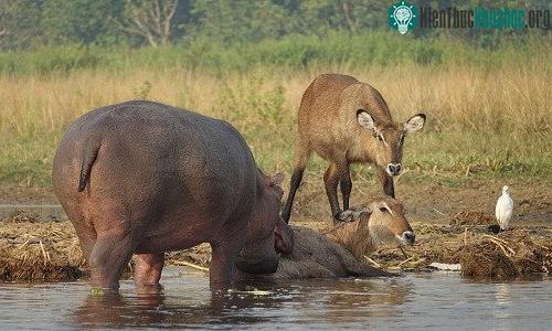 Hà mã dùng mõm đẩy linh dương lên bờ.