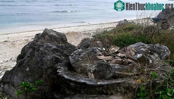 Di sản cổ sinh độc đáo có niên đại 5.000-6.000 năm hình cối xay vừa được phát hiện ở huyện đảo Lý Sơn. (Ảnh: Minh Hoàng).