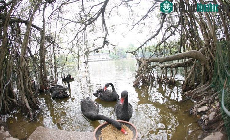 Sáng nay, bầy thiên nga vừa được thả xuống hồ Hoàn Kiếm