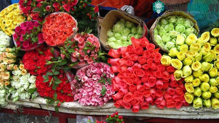 Bạn nên xem kỹ phần cắt ở cành hoa, nếu vết cắt cũ thâm đen là hoa đã được cắt lâu, không nên chọn.