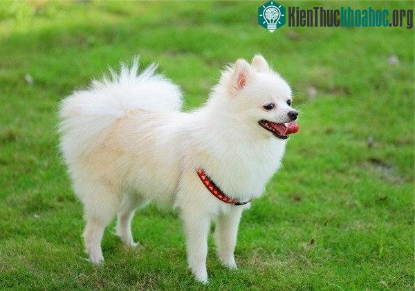 Chó Phốc sóc (Pomeranian/Pom).