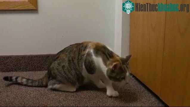 Mèo Paws có tổng cộng 28 ngón chân. (Ảnh: CBS).
