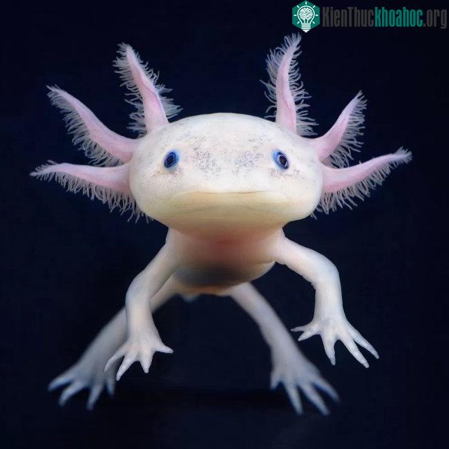Kỳ giông Axolotl (hay kỳ giông Mexico)