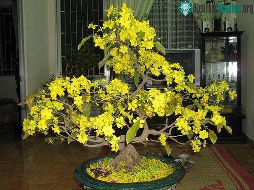 Cây mai trồng chậu chưng trong nhà.