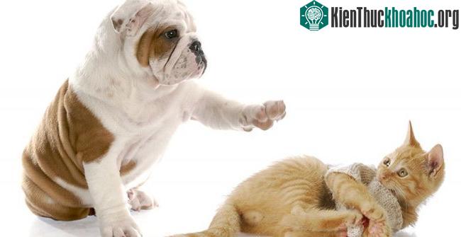 Chó là một trong 12 con giáp và nằm trong