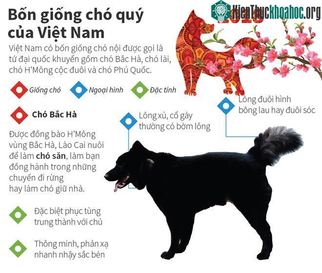 Chó Bắc Hà