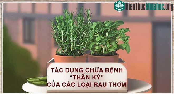 Tác dụng chữa bệnh của rau thơm