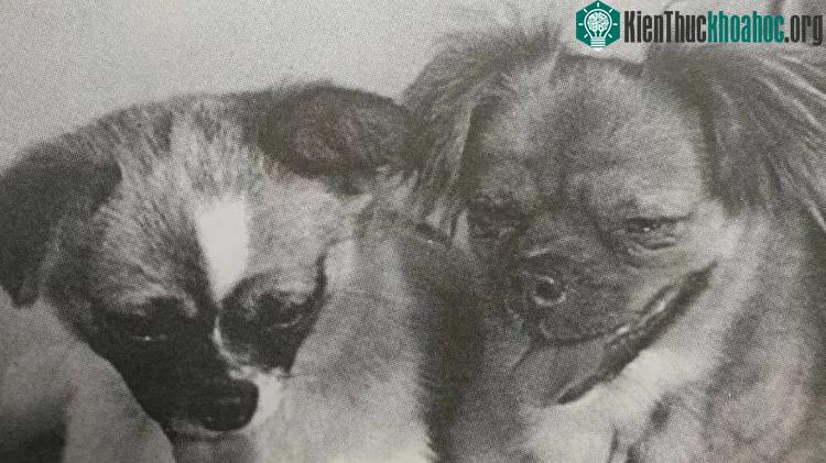 Shan Shan (trái) và Little Leopard đã được đưa vào không gian. (Ảnh: QQ).