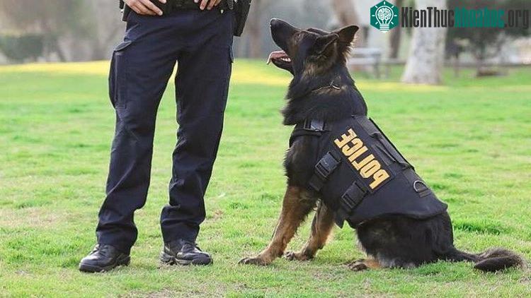 Chó Becgie thường xuyên có mặt trong lực lượng cảnh khuyển. (Nguồn: Nprillinois).