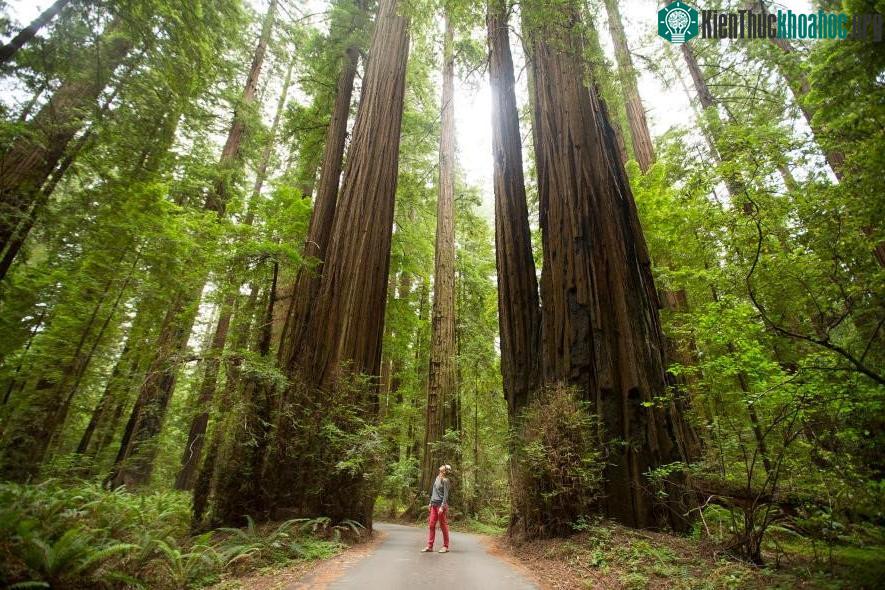 Loài bách hồng sam bờ biển của California