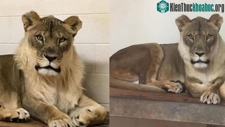 Sư tử cái Bridget mọc bờm như giống đực. (Ảnh: Oklahoma City Zoo).