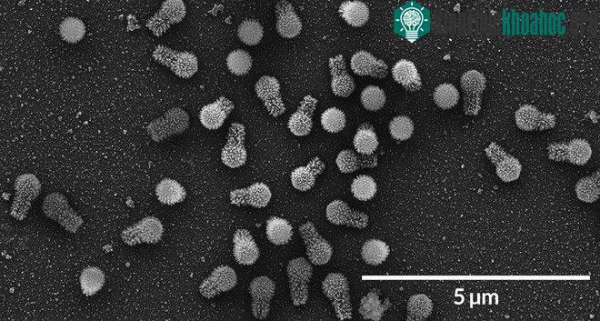 Hai chủng virus khổng lồ mới được phát hiện có thể thay đổi định nghĩa của chúng ta về virus.