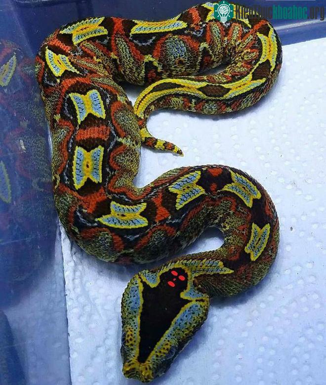 Rắn sừng tê giác với dấu hiệu "tử thần" trên đầu. (Ảnh: Imgur)